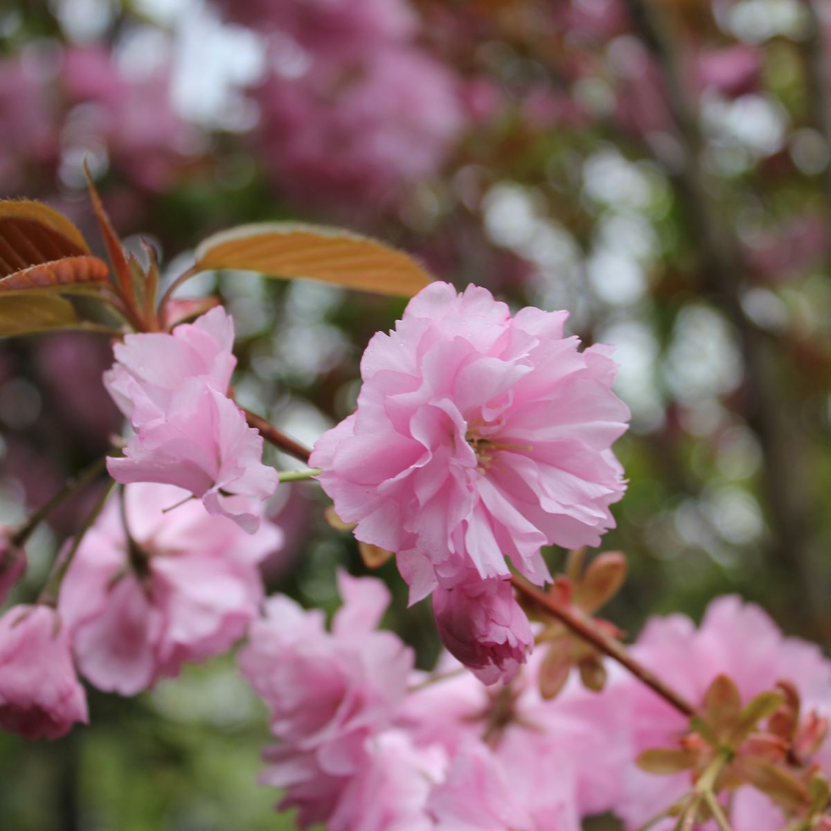 Prunus serr. 'Kwanzan' (pink)