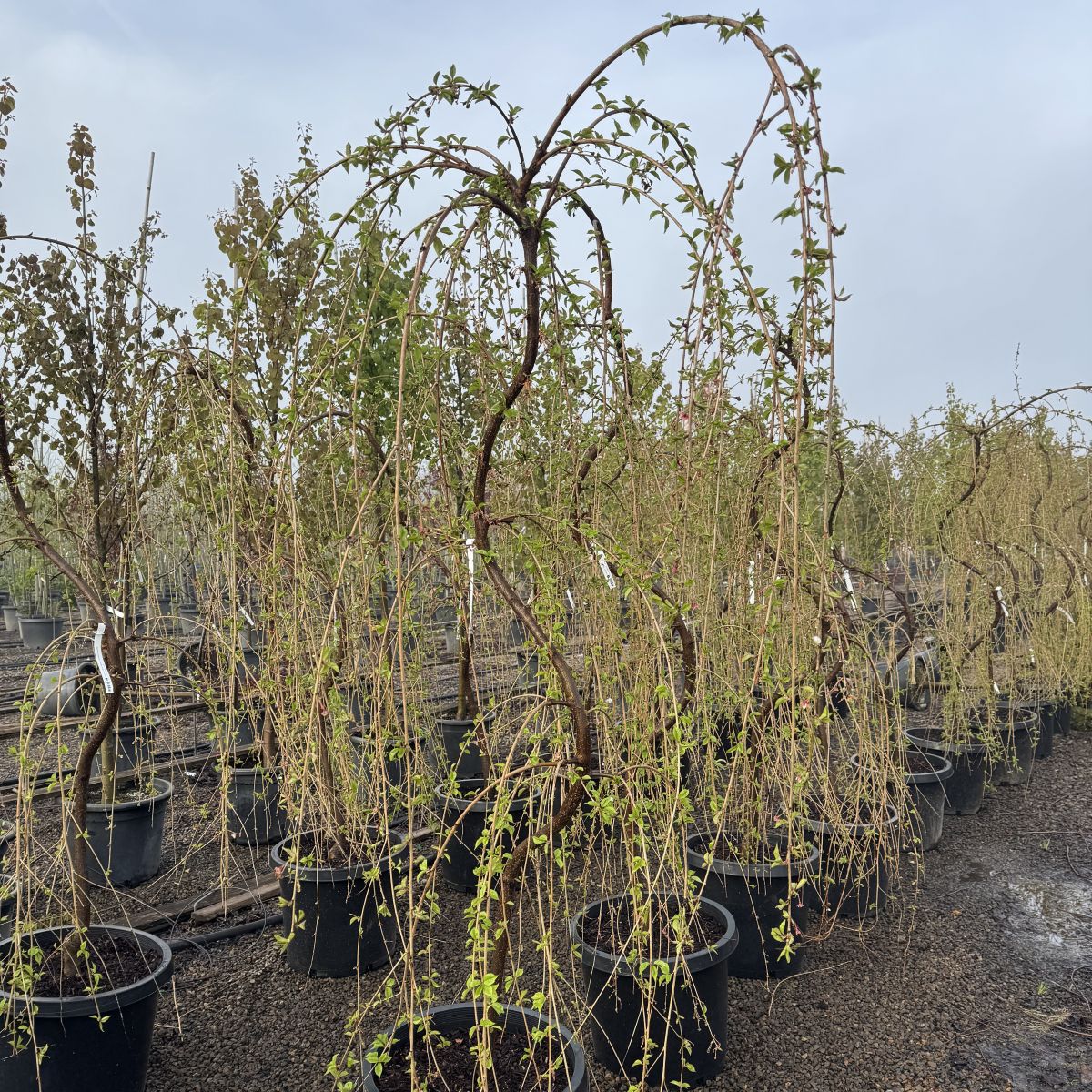 Prunus serr. 'Snow Fountains'® (white), Serpentine