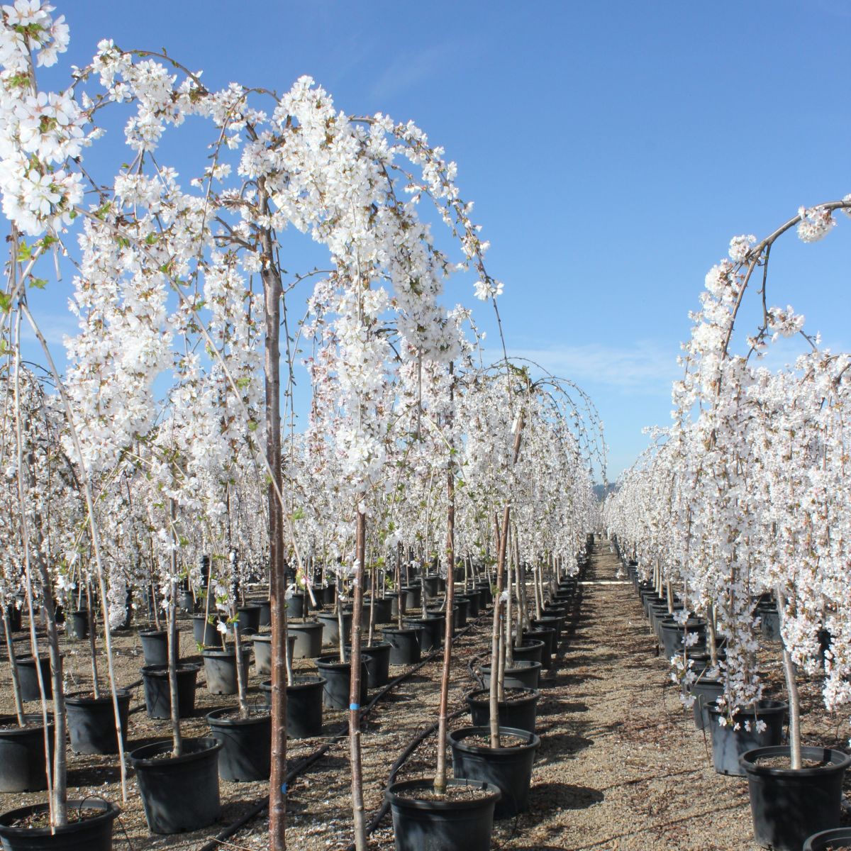 Prunus tib x 'Snow Fountains'® (white)