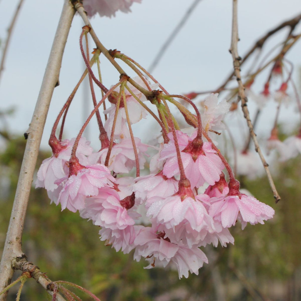 Prunus sub. 'Pendula Plena Rosea' (pink)