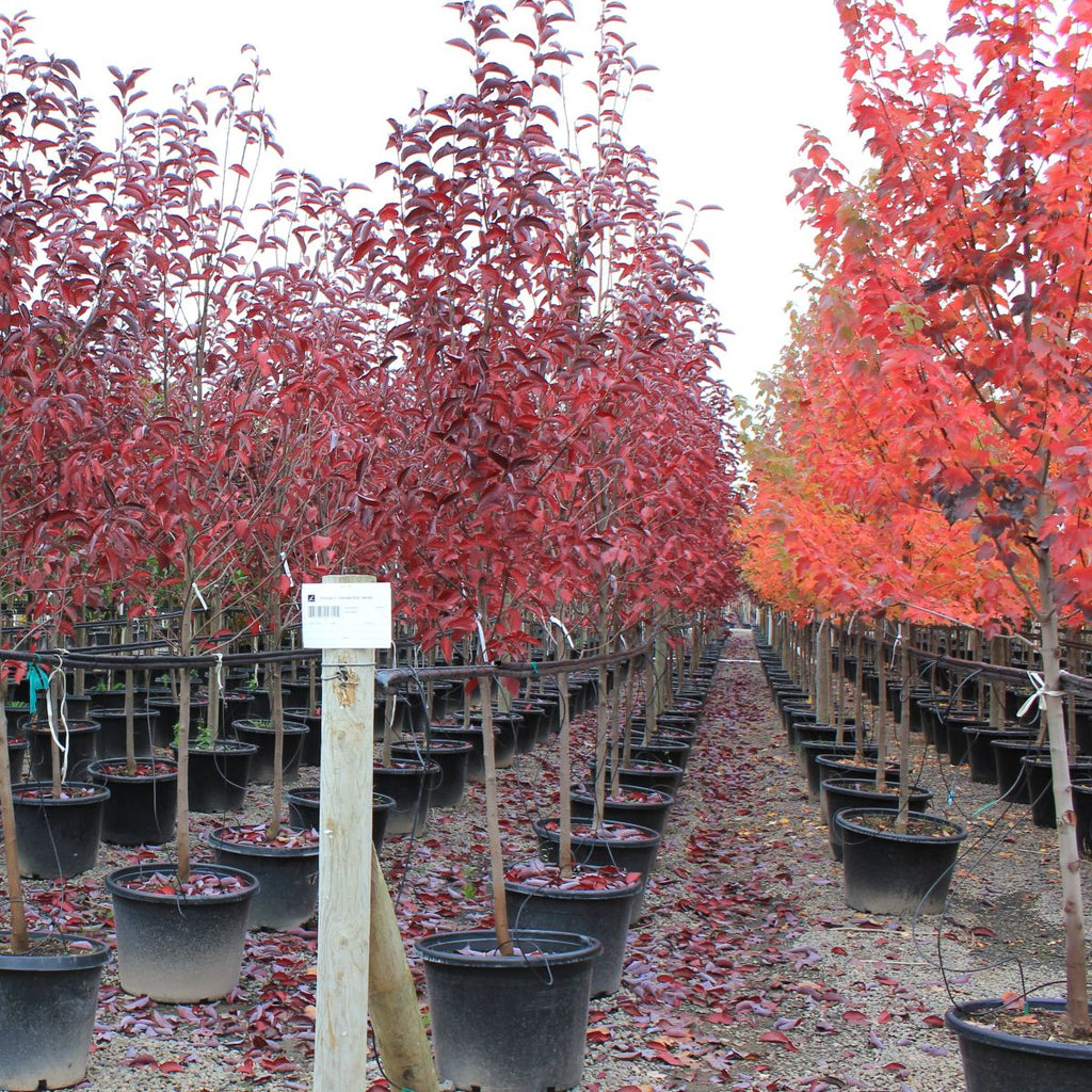 Prunus v. 'Canada Red' (white)