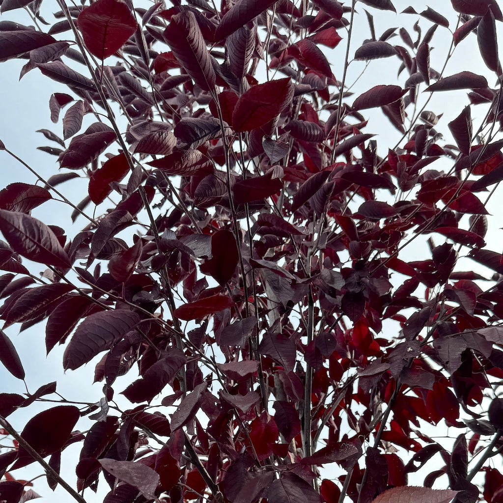 Prunus v. 'Canada Red' (white), Clump