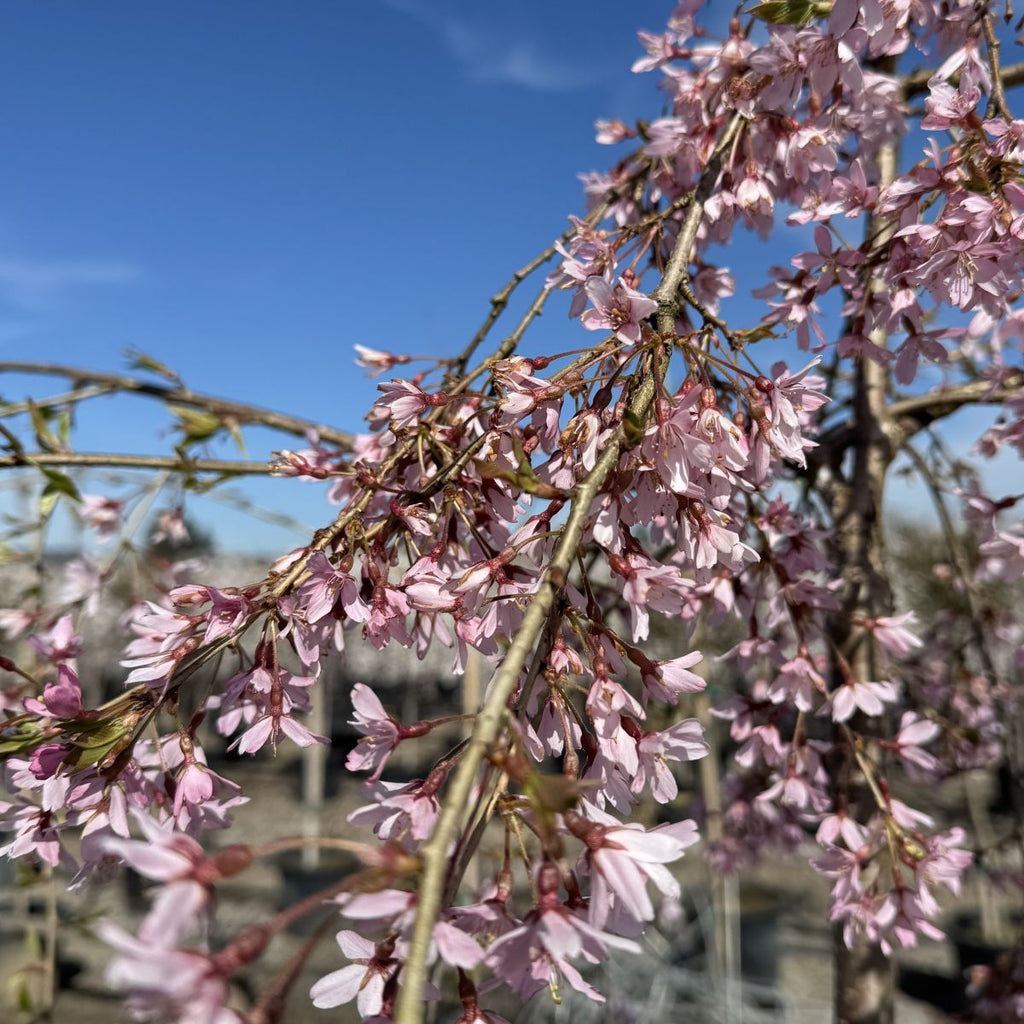 Prunus x Pink Snow Showers™