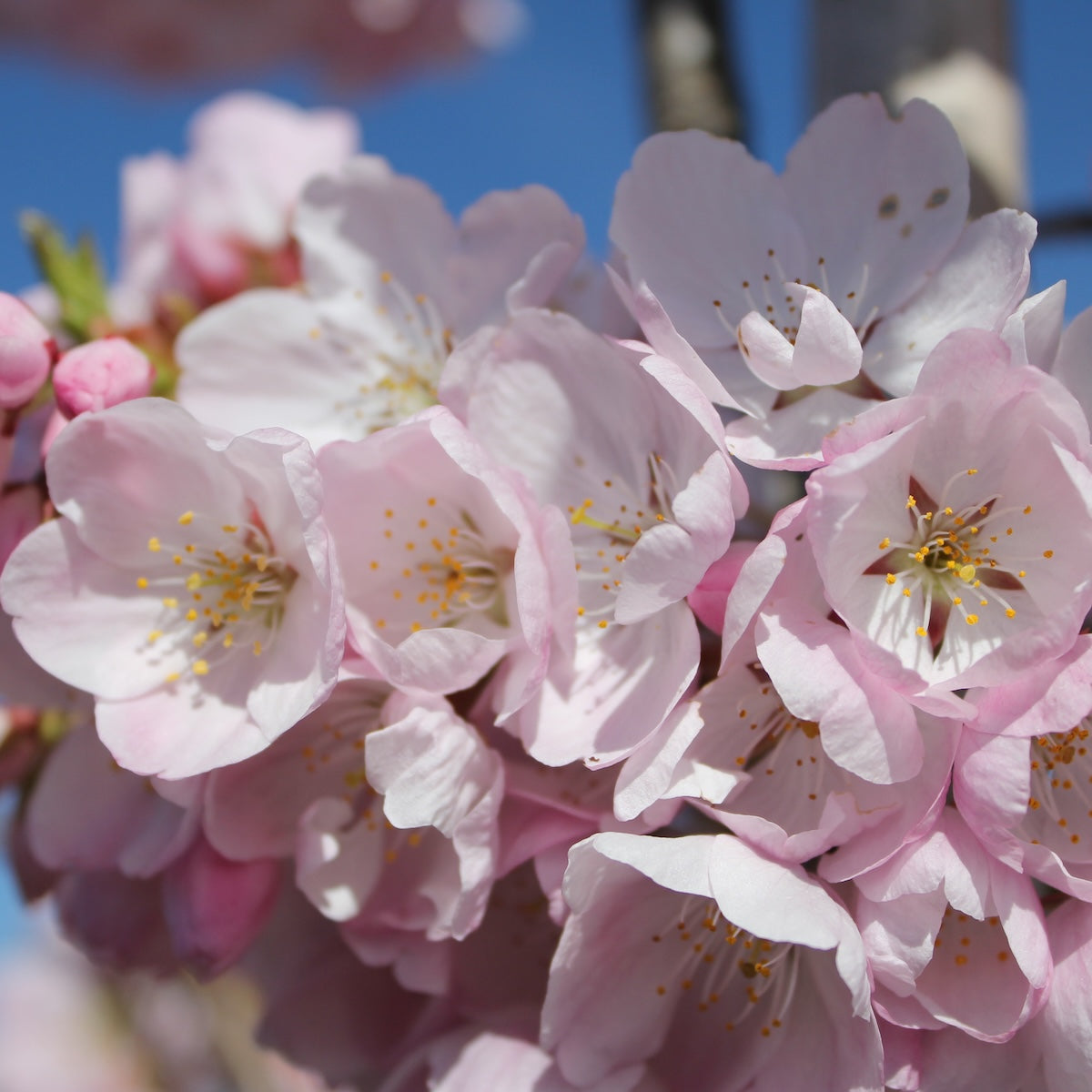 Prunus tib x. 'Akebono' (pink)