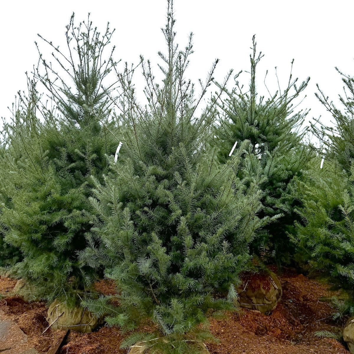 Pseudotsuga menziesii - Western OR & WA only