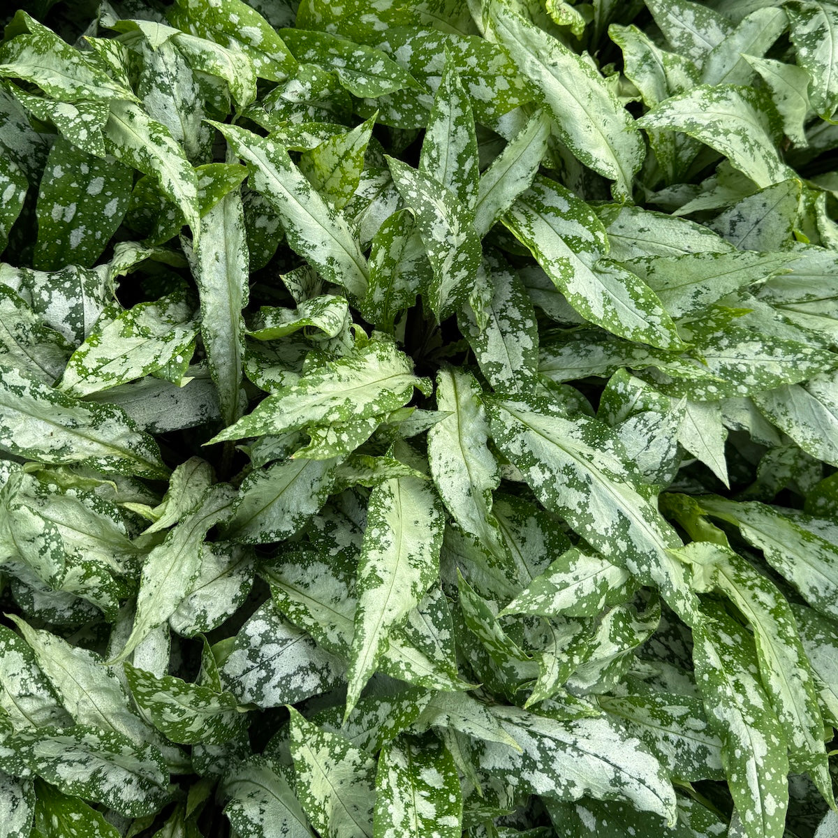 Pulmonaria 'Silver Bouquet' PP20059