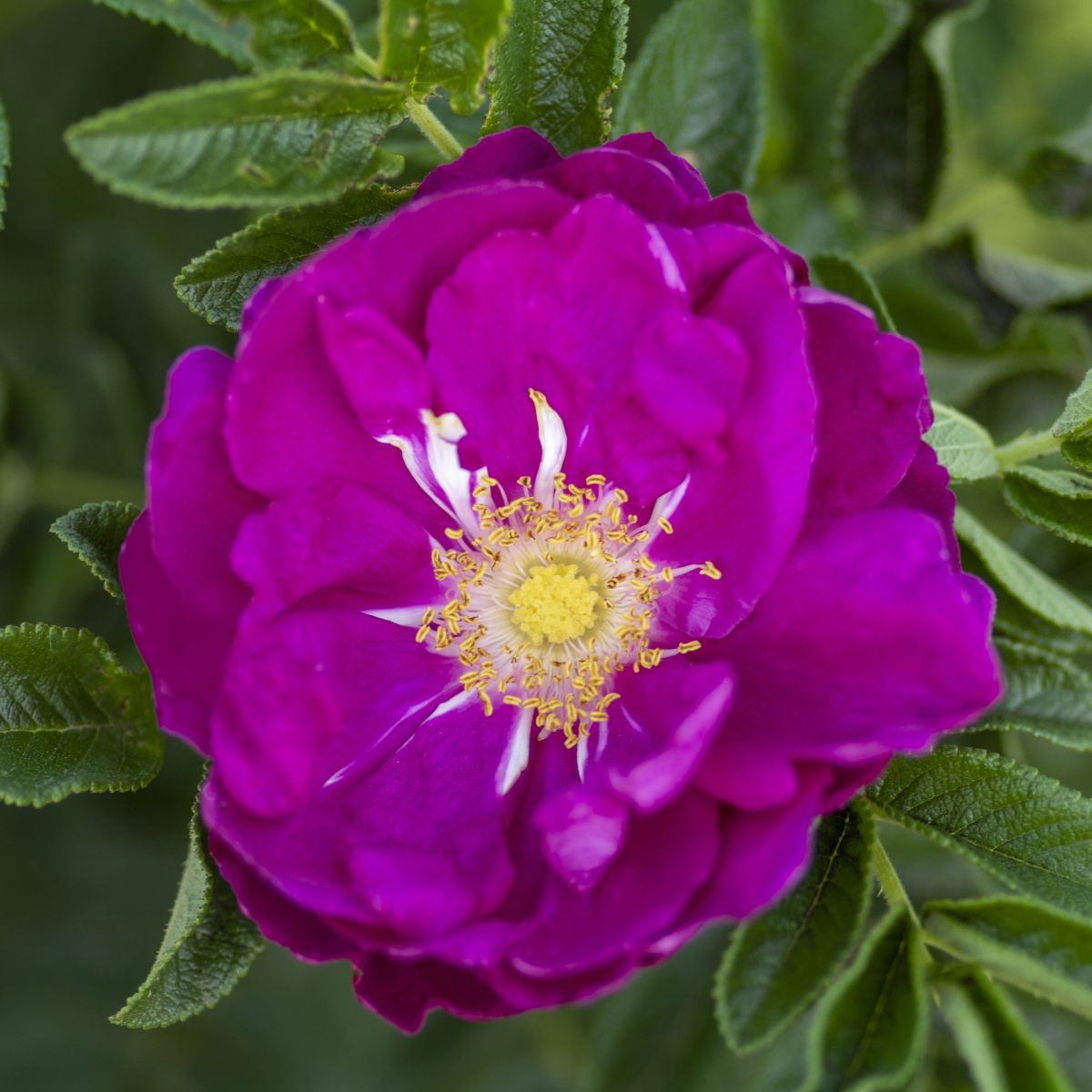 Rosa rugosa 'Purple Pavement' (purple/pink)