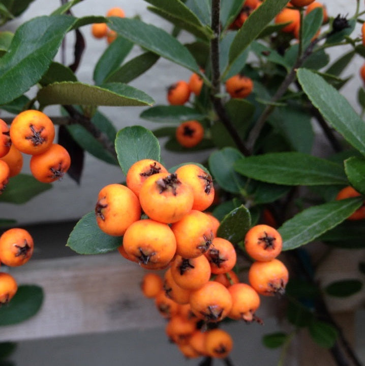 Pyracantha f. 'Graberi', Pyramid