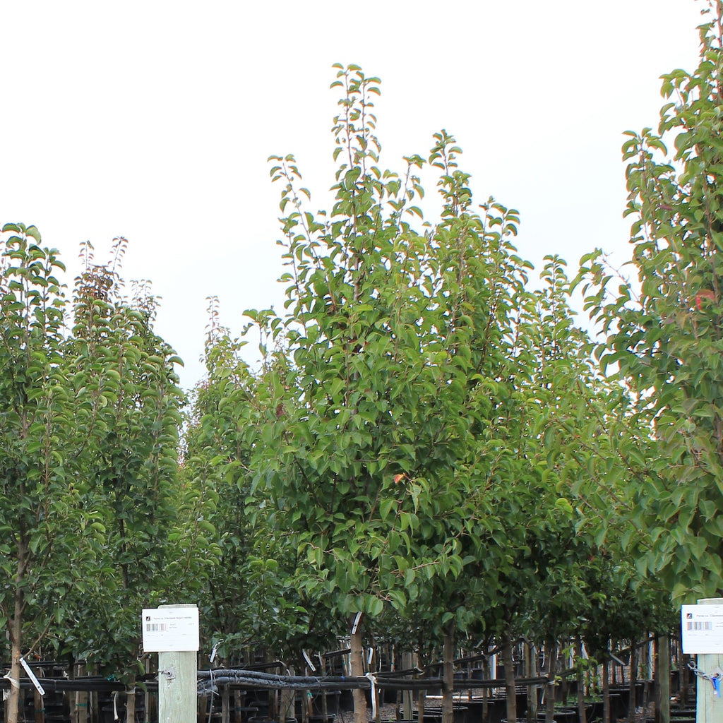 Pyrus ca. 'Capital' (white)