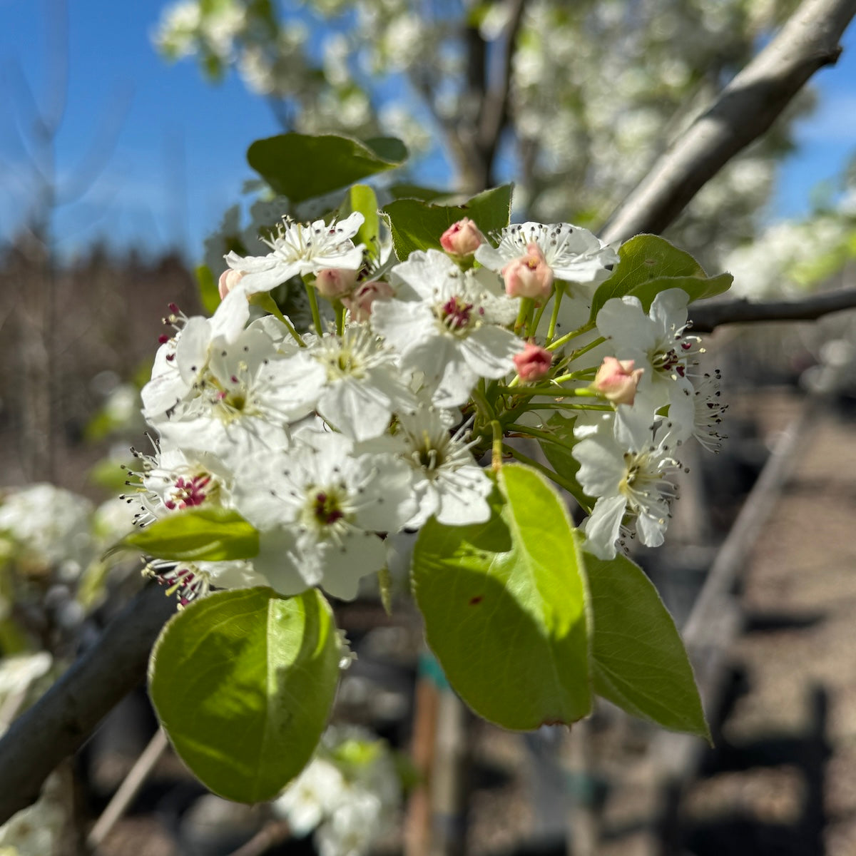 Pyrus ca. 'Chanticleer'® (white)