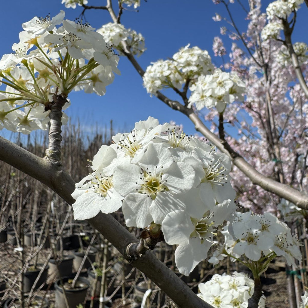 Pyrus ca. 'Cleveland Select' (white)