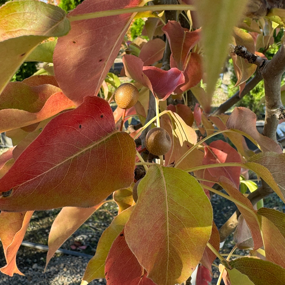 Pyrus ca. 'Redspire' (white)