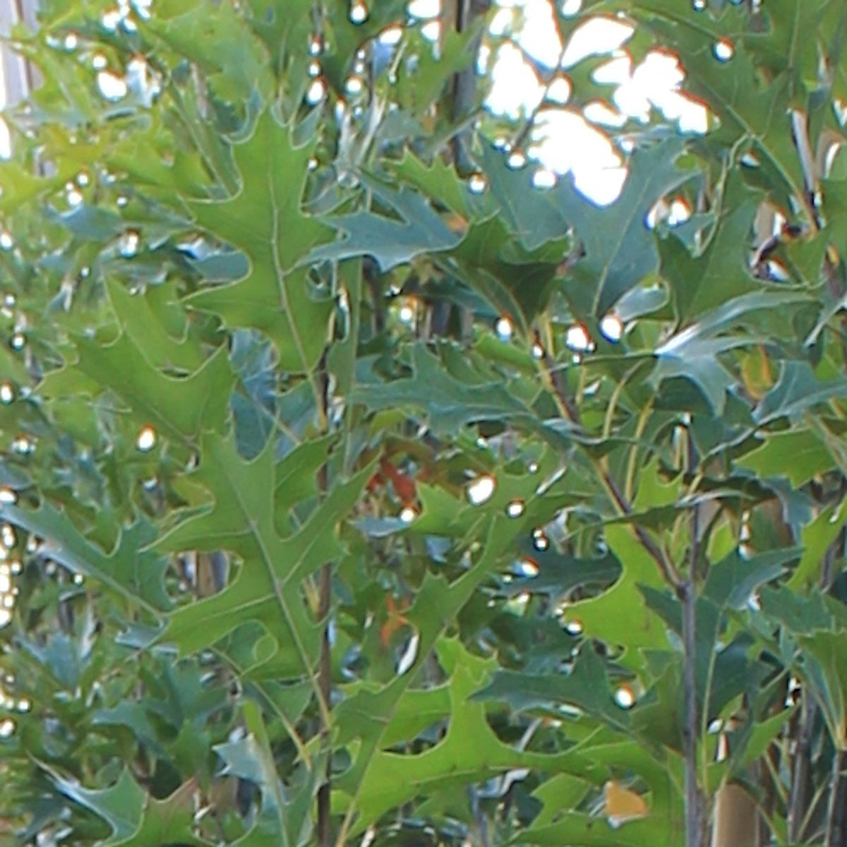 Quercus p. 'Green Pillar'® PP9093 (Columnar)