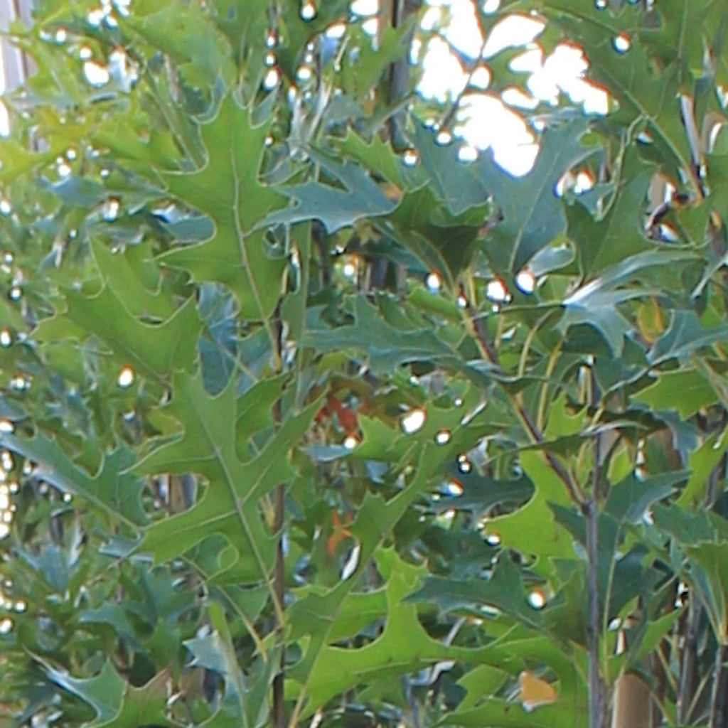 Quercus p. 'Green Pillar'® PP9093 (Columnar)