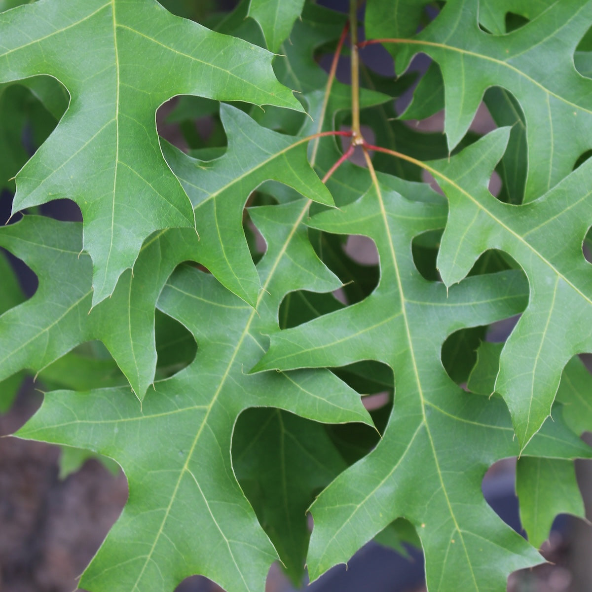 Quercus palustris