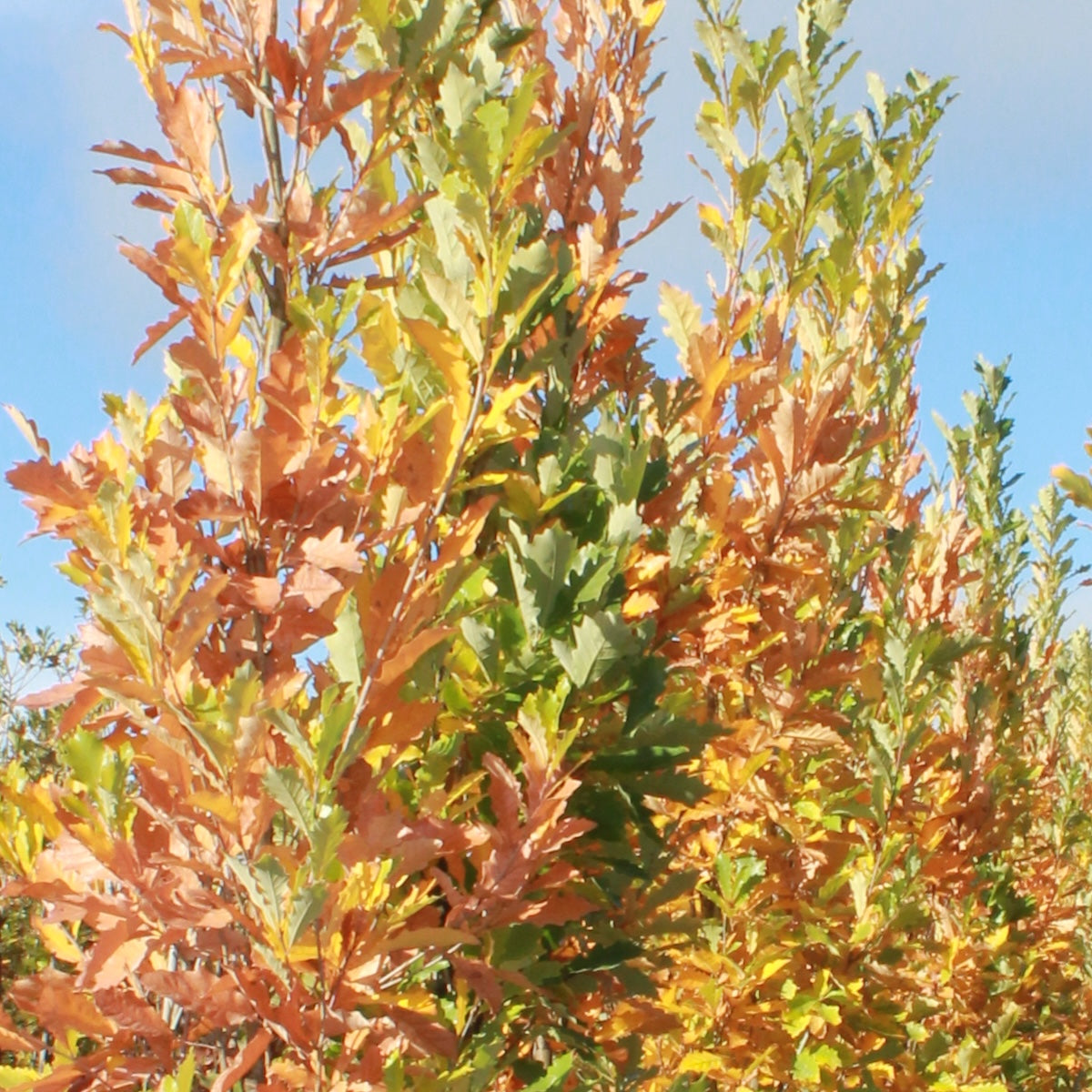 Quercus bicolor