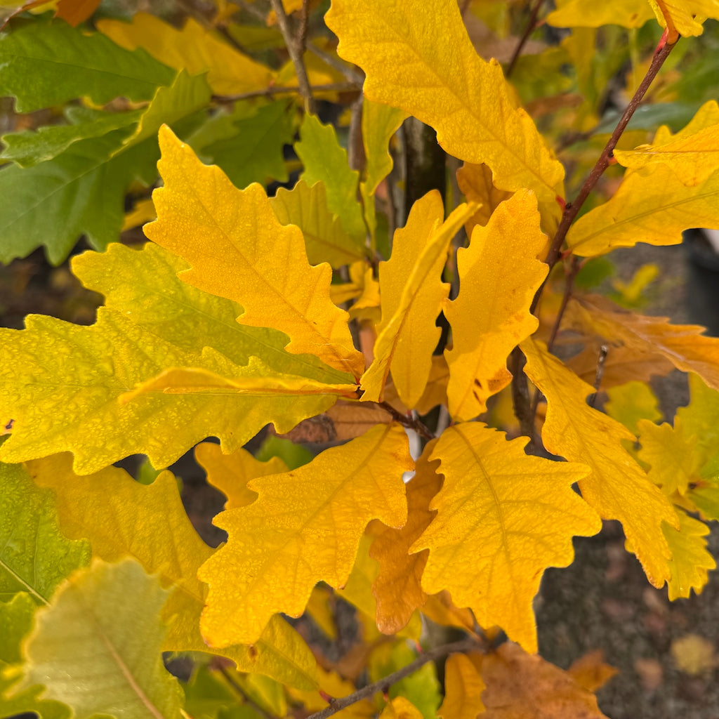 Quercus x warei 'Nadler' KINDRED SPIRIT® PP17604 (Columnar)