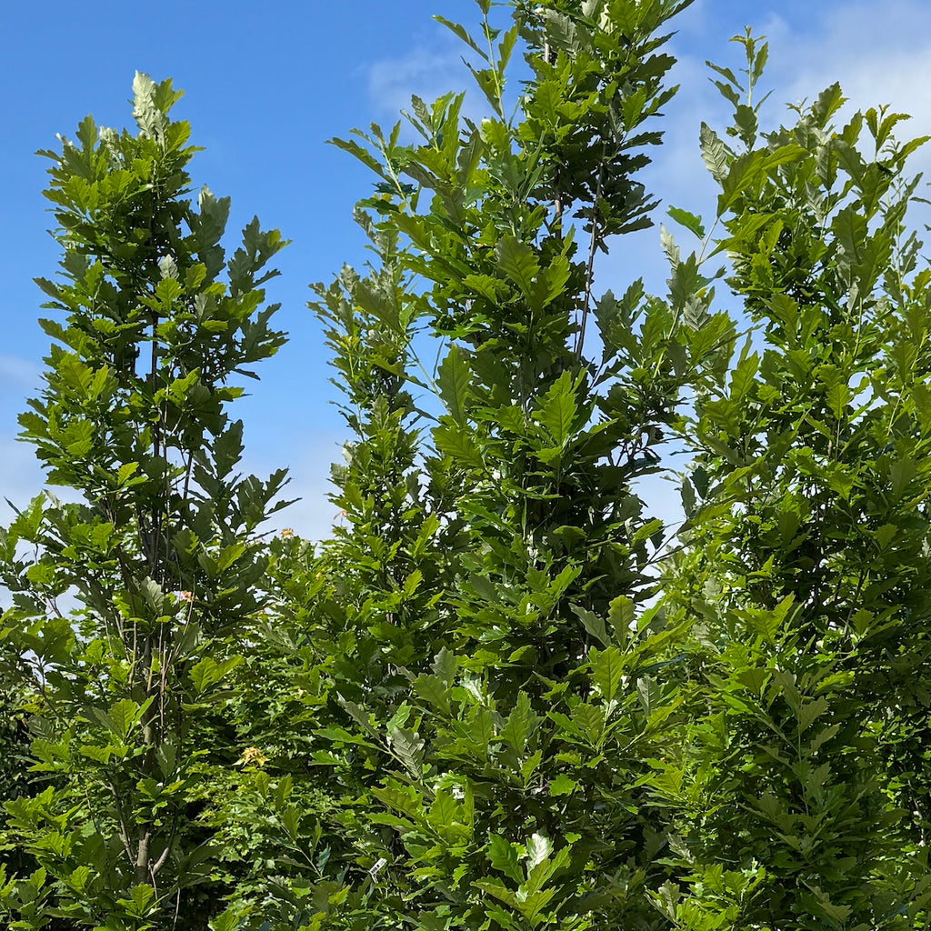 Quercus x warei 'Regal Prince'® PP12673 (Columnar)