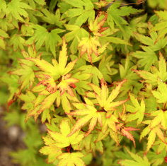 Acer palmatum 'Tiny Tim' (Dwarf)