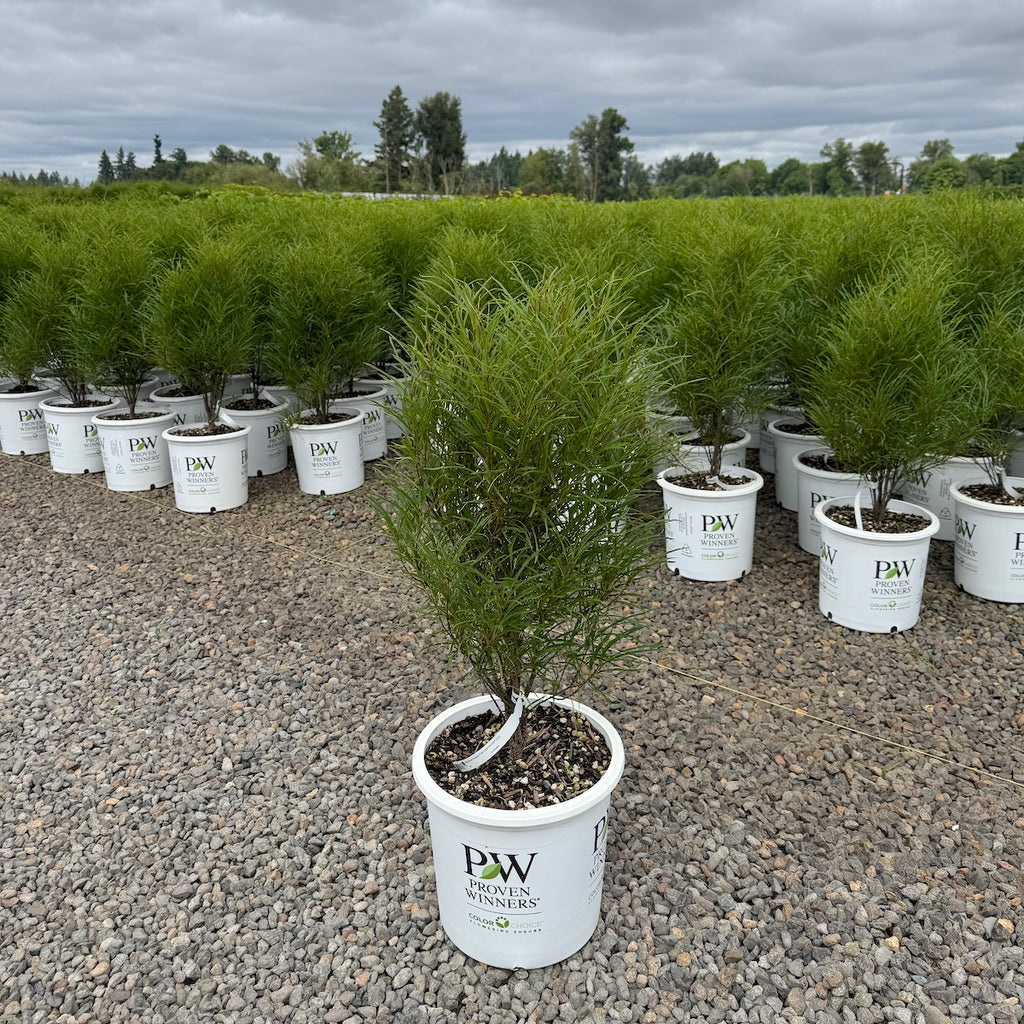 Rhamnus frangula Fine Line® PW PP14791