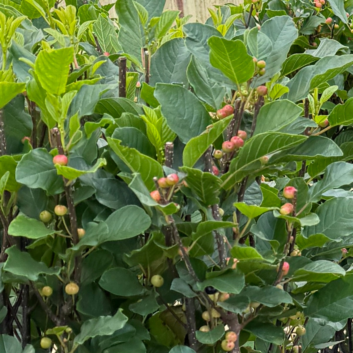 Rhamnus frangula 'Columnaris'