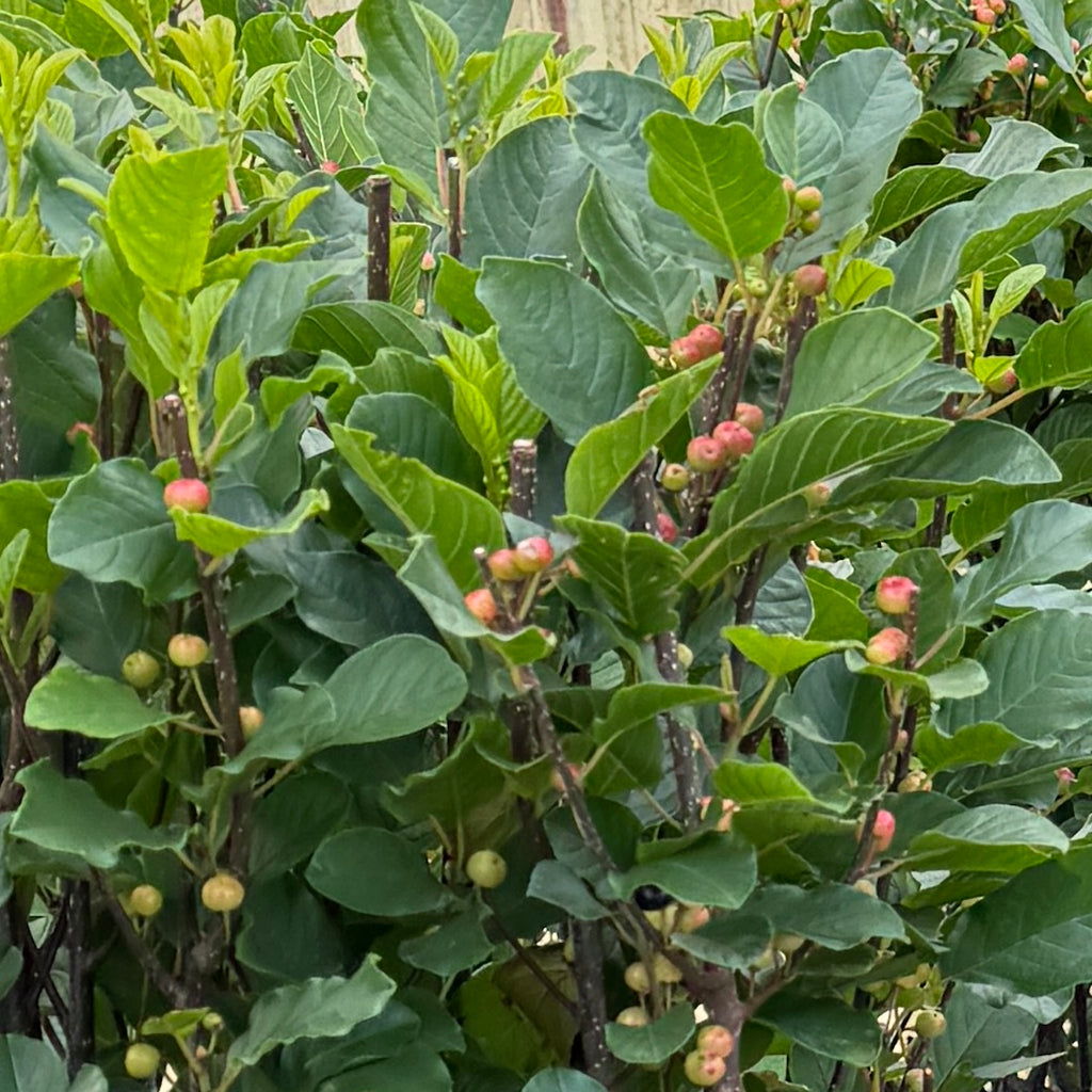 Rhamnus frangula 'Columnaris'