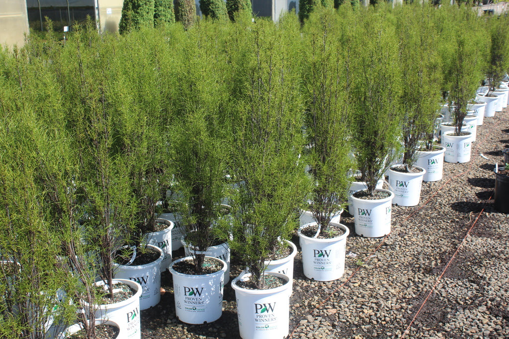 Rhamnus frangula Fine Line® PW PP14791
