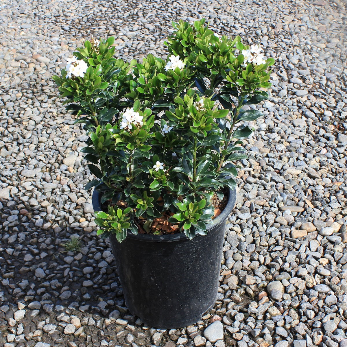 Rhaphiolepis umbellata 'Minor'