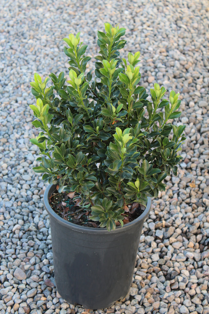 Rhaphiolepis umbellata 'Minor'
