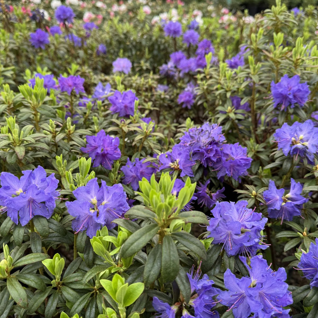 Rhod. 'Blue Baron' (blue/purple)- H-2