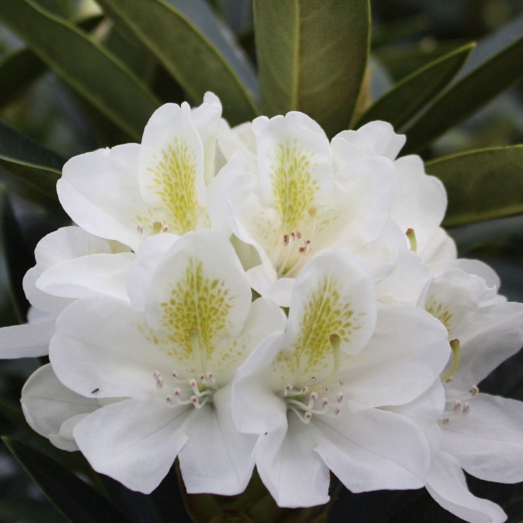 Rhod. 'Chionoides' (white)- H-2