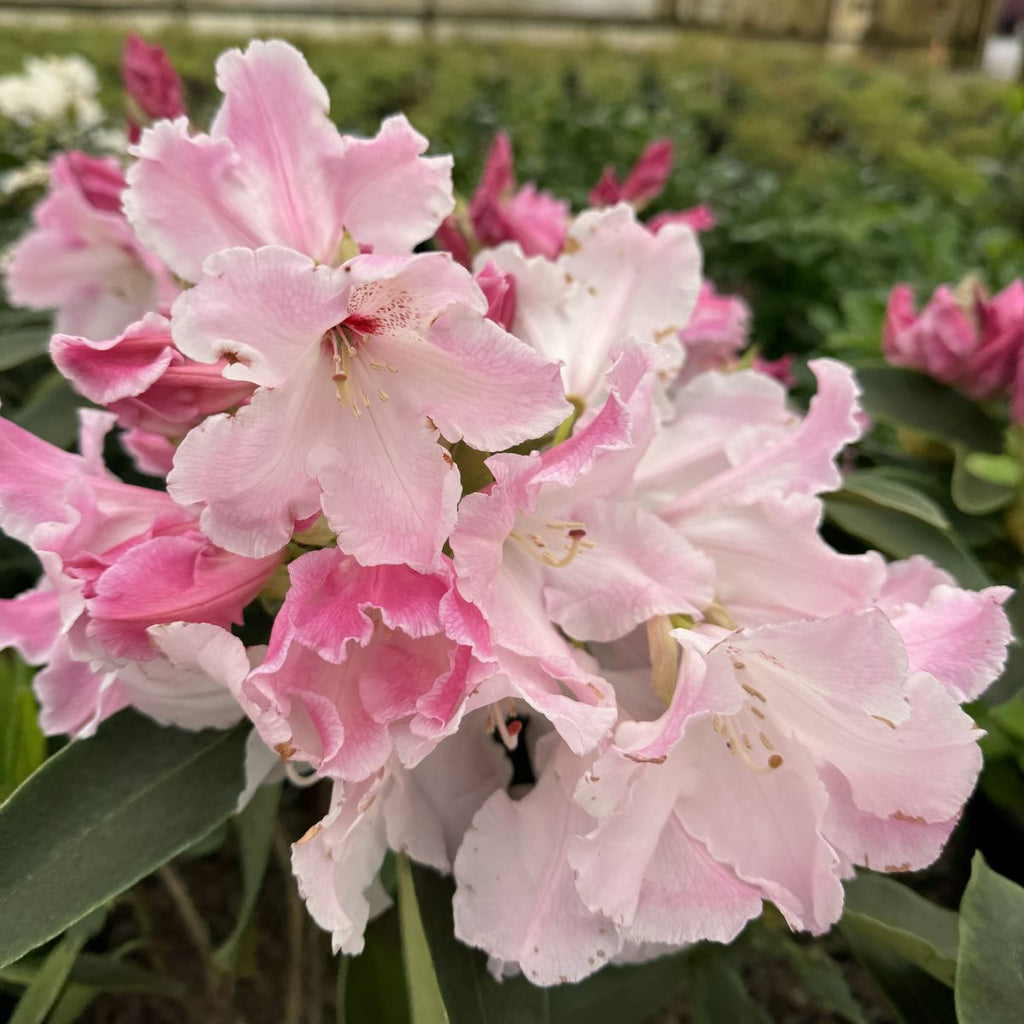 Rhod. 'Cotton Candy' (pale pink)- H-3