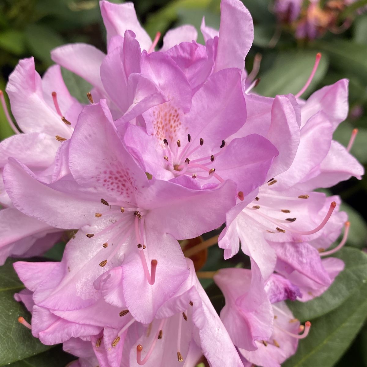 Rhod. 'English Roseum' (lavender-pink)- H-1 – Loen Nursery, Inc.