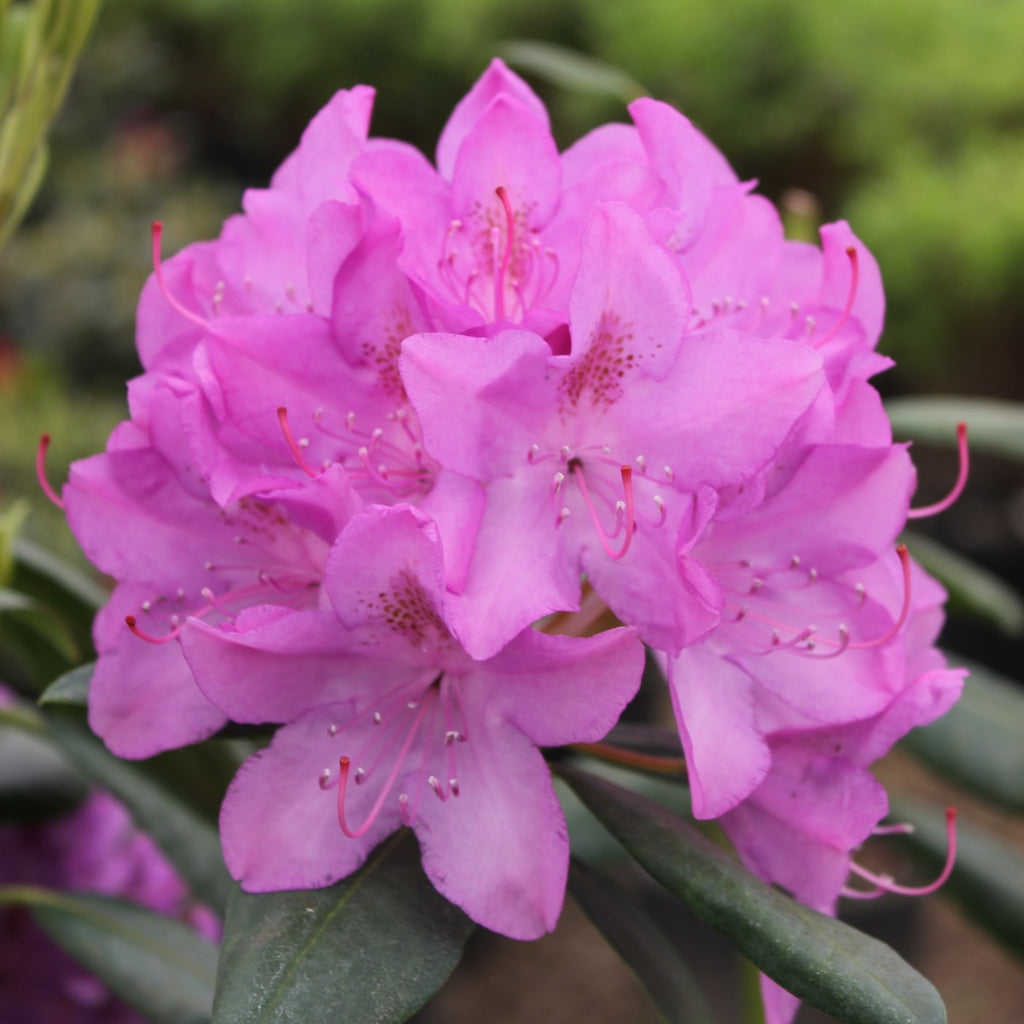 Rhod. 'English Roseum' (lavender-pink)- H-1