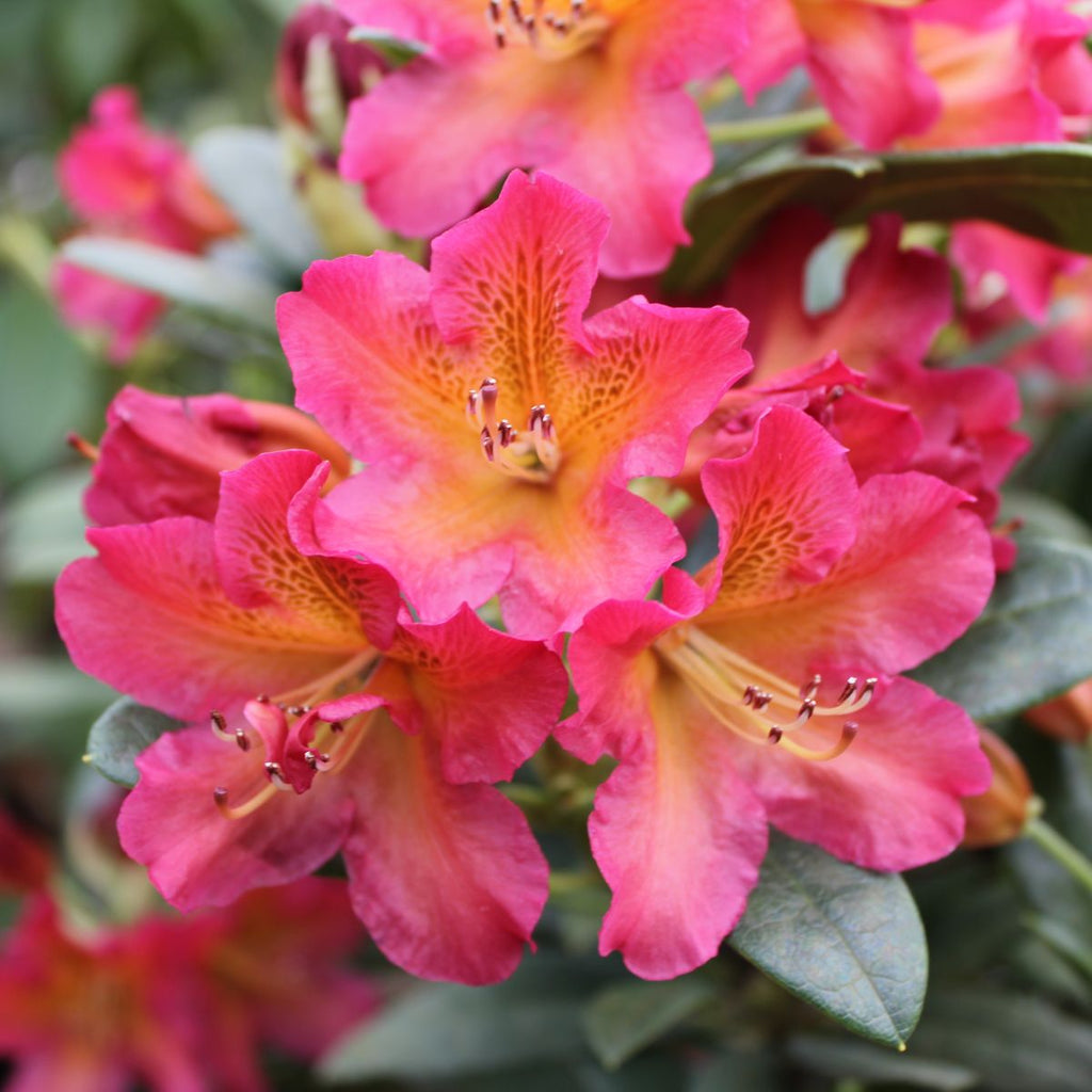 Rhod. 'Golden Gate' (pink/orange)- H-3