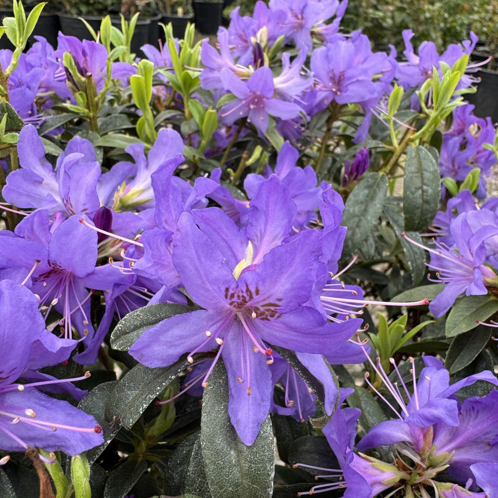 Rhod. 'Ilam Violet' (purple)- H-2