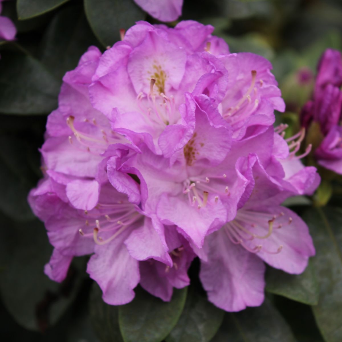 Rhod. 'Minnetonka' (purple)- H-1