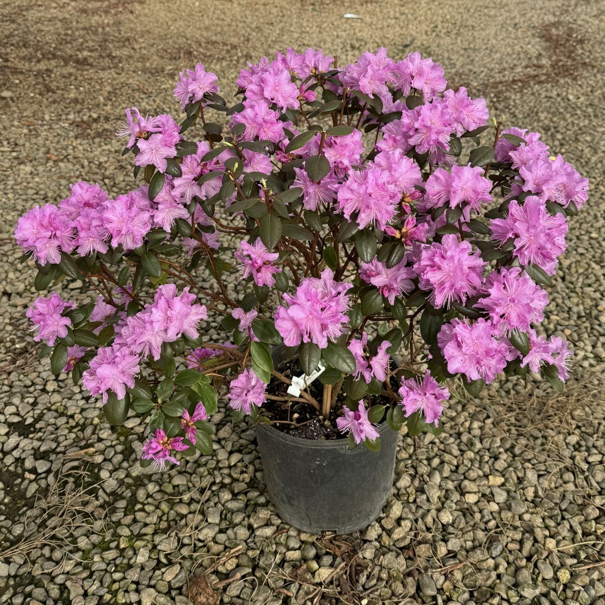 Rhod. 'PJM Elite' (pink/lavender)- H-1 – Loen Nursery, Inc.