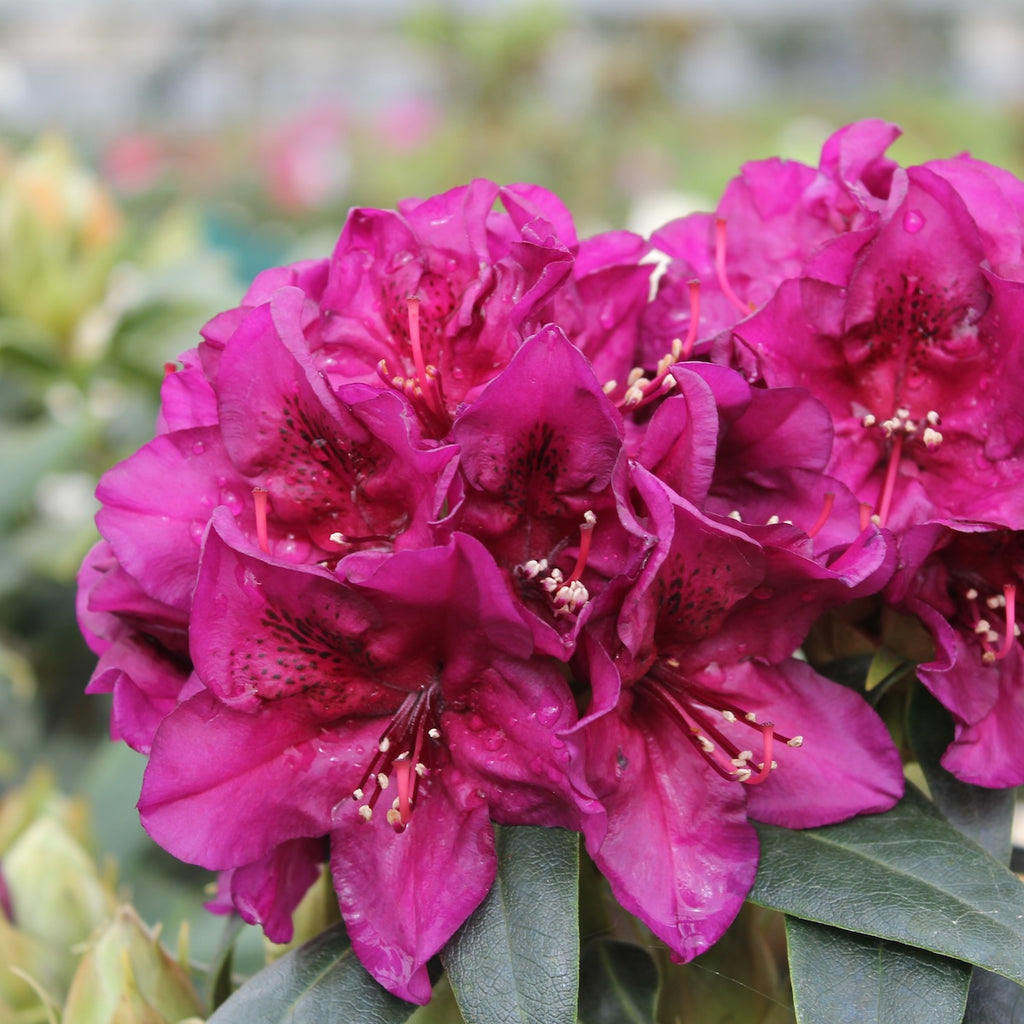 Rhod. 'Polarnacht' (purple)- H-2