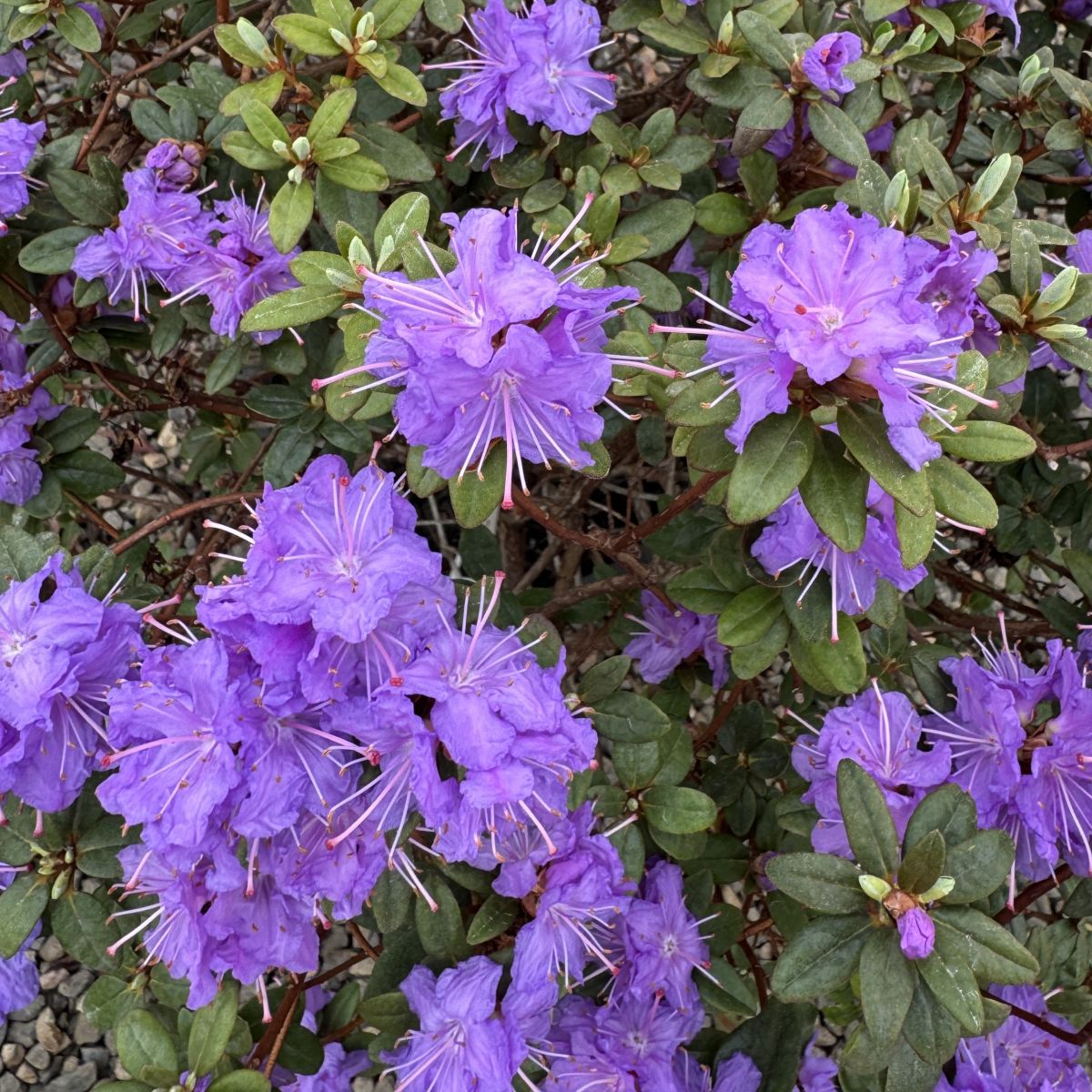 Rhod. 'Purple Gem' (purple)- H-1