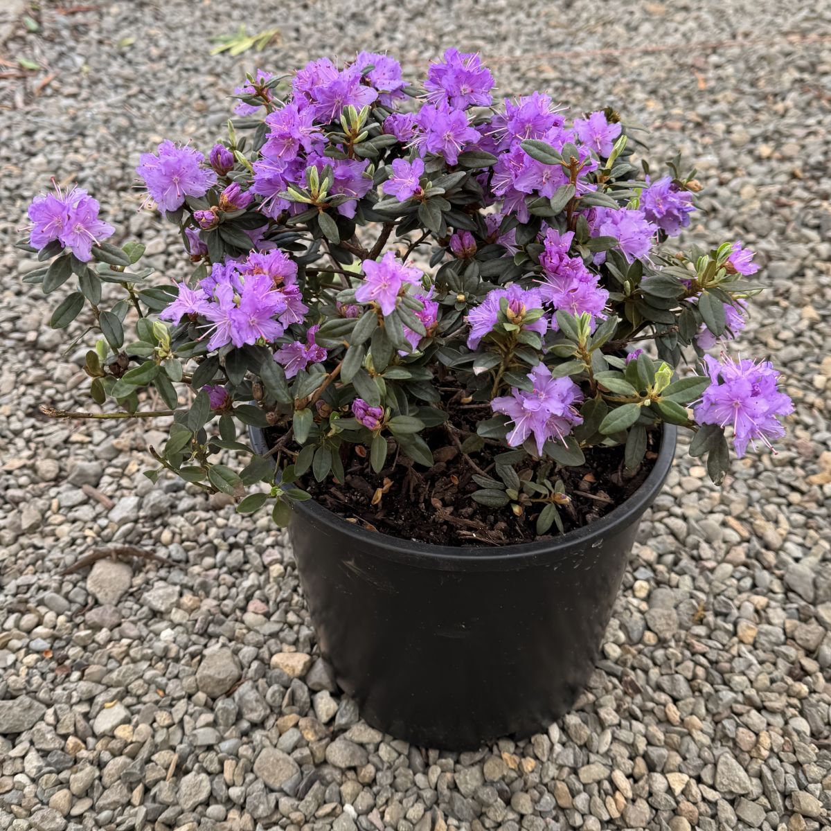 Rhod. 'Ramapo' (purple)- H-1