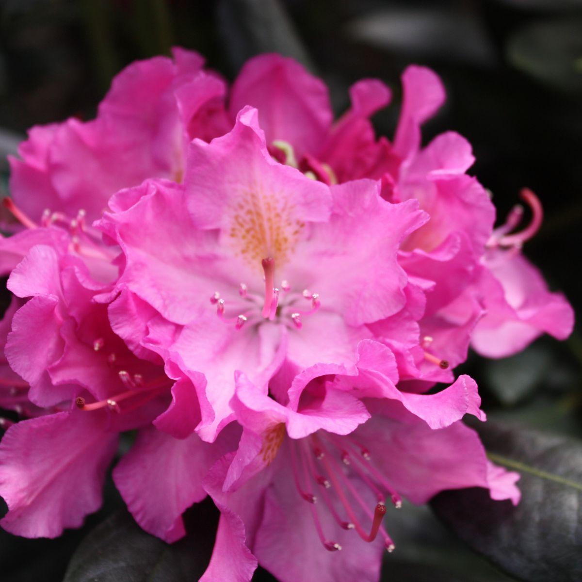 Rhod. 'Roseum Elegans' (pink)- H-1