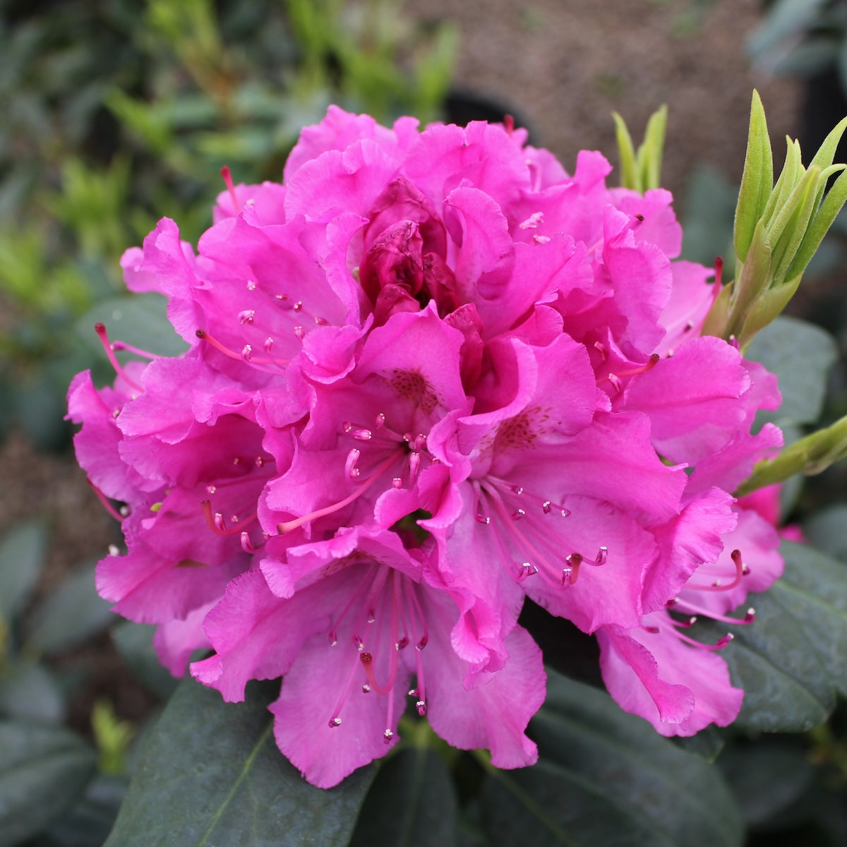 Rhod. 'Roseum Pink' (pink)- H-1