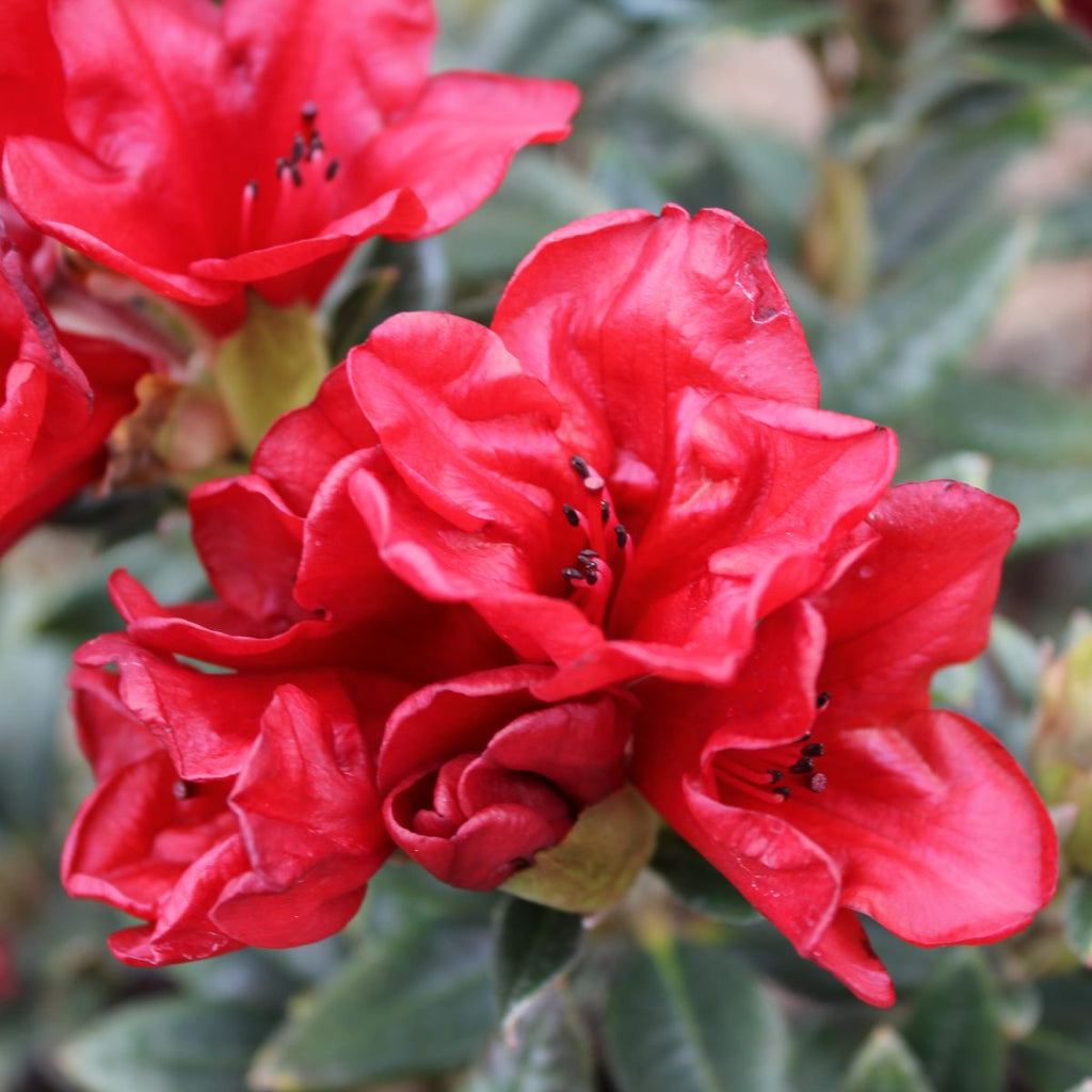 Rhod. 'Ruby Hart' (dark red)- H-3