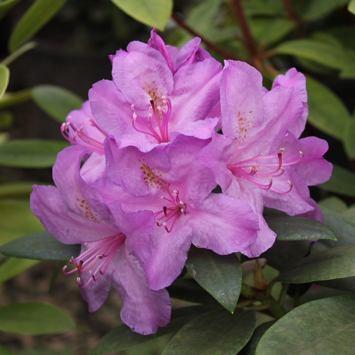 Rhod. cat. 'Boursault' (purple)- H-1