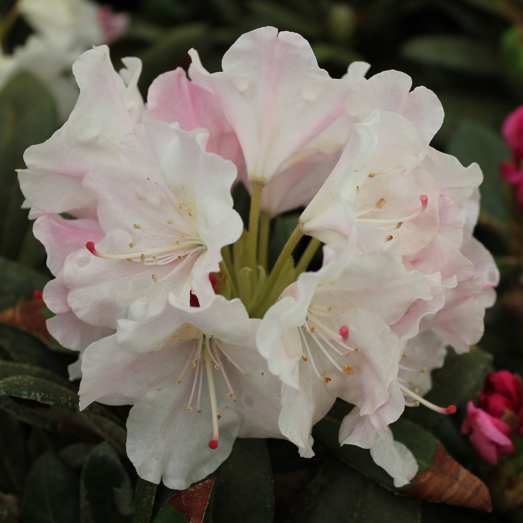 Rhod. yak. 'Crete' (purple-white)- H-2