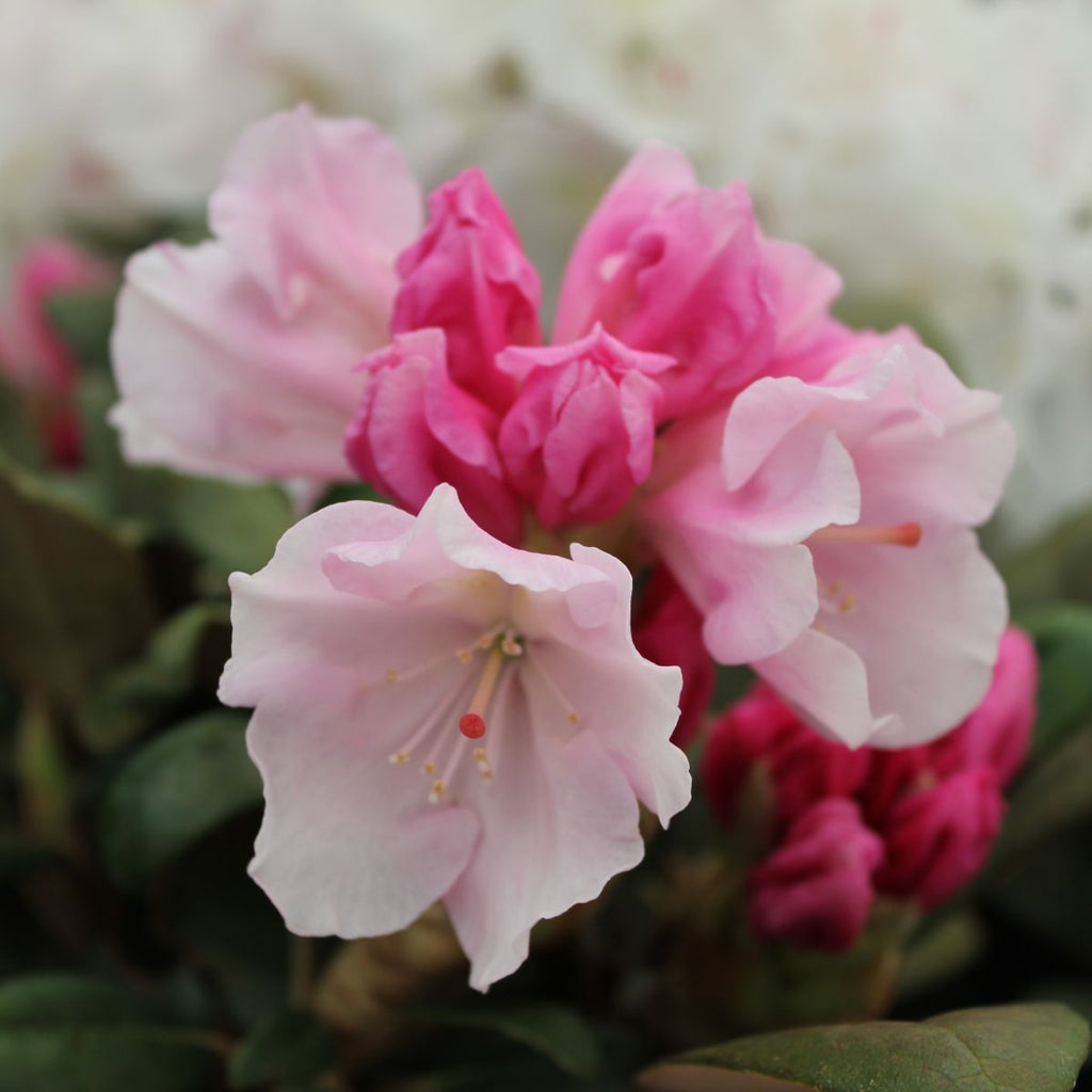 Rhod. yak. 'Crete' (purple-white)- H-2
