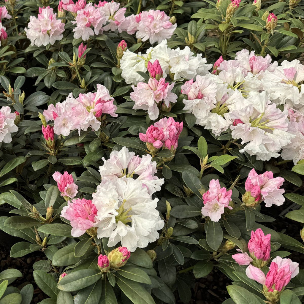 Rhod. yak. 'Yaku Princess' (pink/blush)- H-2