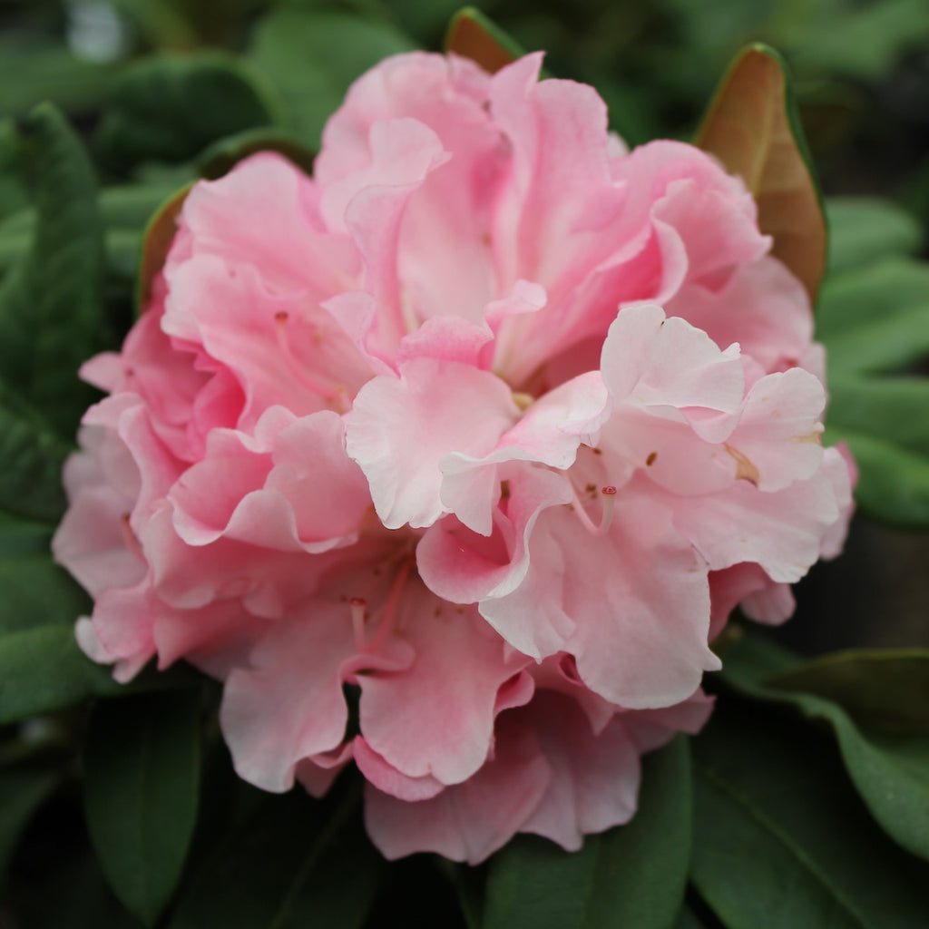 Rhod. yak. 'Yaku Princess' (pink/blush)- H-2