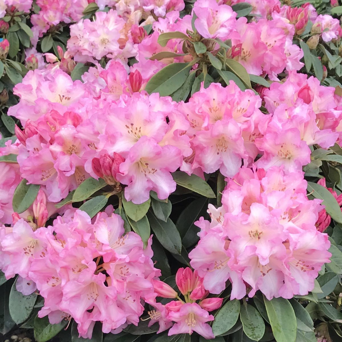 Rhod. 'Bruce Brechtbill' (pink)- H-3
